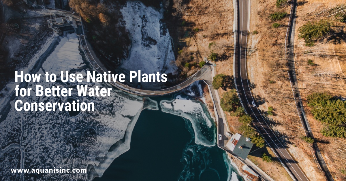 How to Use Native Plants for Better Water Conservation